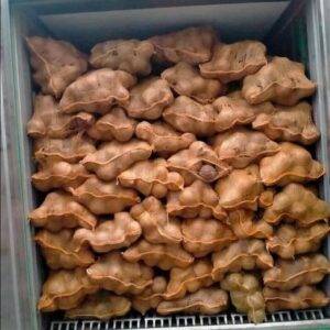 husked coconut export